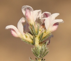 Aspalathus submissa