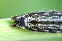 Dichomeris limosellus