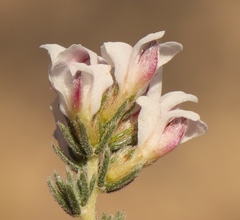 Aspalathus submissa