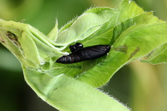 Dichomeris limosellus