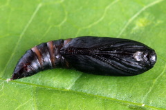 Dichomeris limosellus