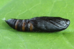 Dichomeris limosellus