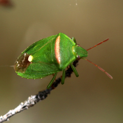 Ocirrhoe unimaculata