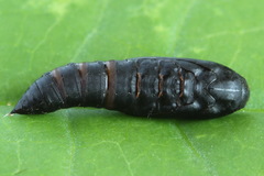 Dichomeris limosellus