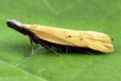 Dichomeris limosellus