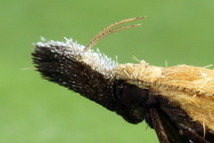 Dichomeris limosellus