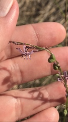 Caesia parviflora vittata