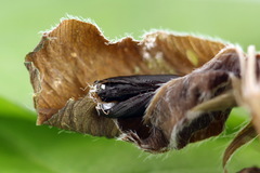 Dichomeris limosellus