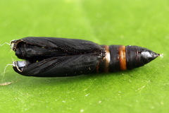 Dichomeris limosellus