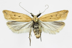 Dichomeris limosellus