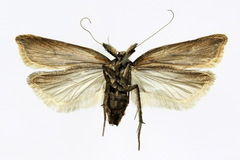 Dichomeris limosellus