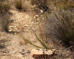 Phyllopodium elegans