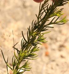 Phyllopodium elegans
