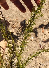 Phyllopodium elegans