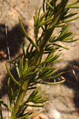 Phyllopodium elegans