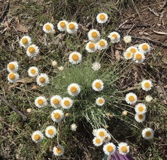 Leucochrysum
