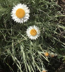 Leucochrysum