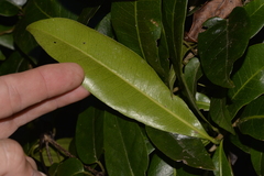 Planchonella australis