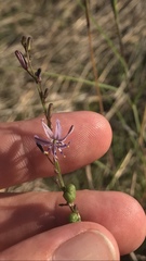Caesia parviflora vittata