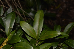 Planchonella australis
