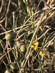 Crotalaria montana
