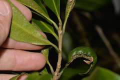 Planchonella australis