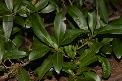 Planchonella australis