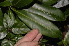 Planchonella australis