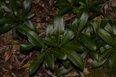 Planchonella australis