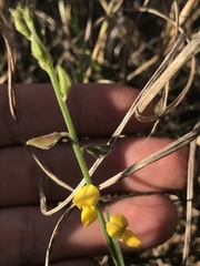 Crotalaria montana