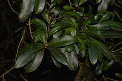 Planchonella australis