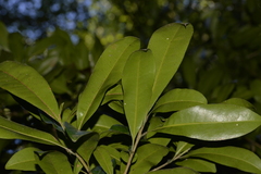 Planchonella australis