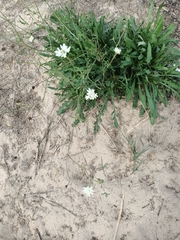 Pycnocomon rutifolium