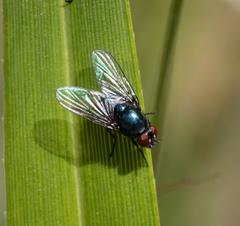 Pyrellia tasmaniae