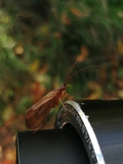 Anabolia