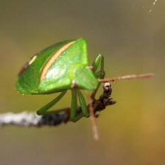 Ocirrhoe unimaculata