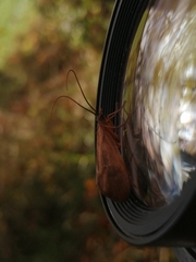 Anabolia
