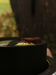 Anabolia