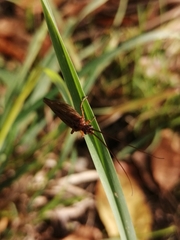 Anabolia