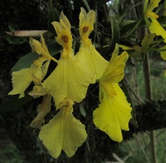Gomesa ottonis, photograph Kahio Tiberio Mazon, CC0, iNaturalist via GBIF