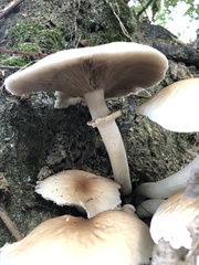 Cyclocybe aegerita