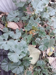 Malva pusilla