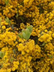 Acacia brachybotrya