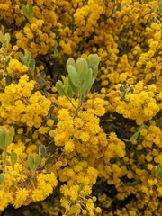 Acacia brachybotrya