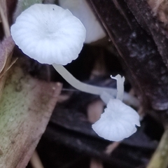 Hemimycena candida