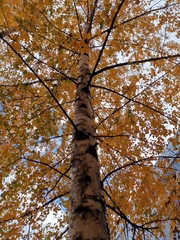 Betula pendula