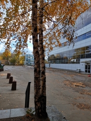 Betula pendula