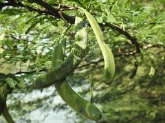Vachellia robusta clavigera