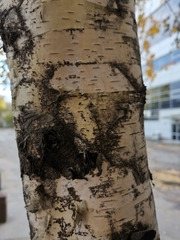 Betula pendula