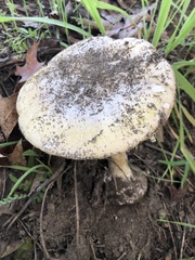 Amanita phalloides